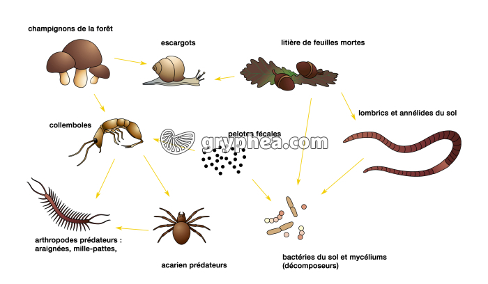 Réseau alimentaire des animaux du sol (complété) - infographie - gryphea.com